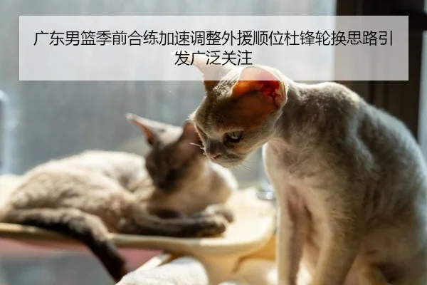 广东男篮季前合练加速调整外援顺位杜锋轮换思路引发广泛关注